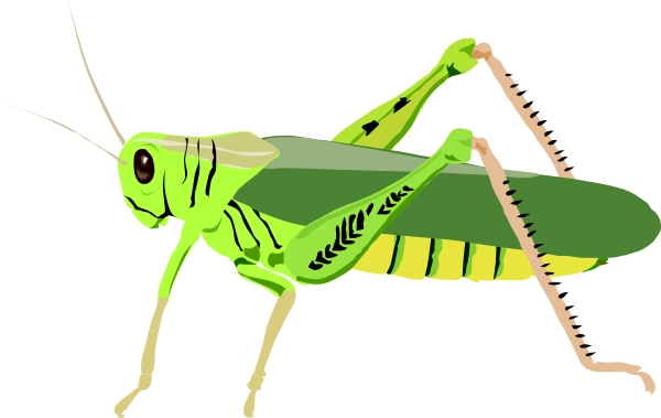 Cute cricket insect clipart