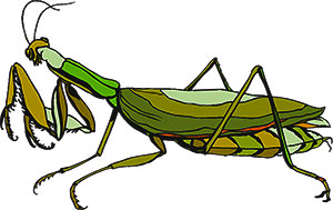 Free insect clipart animations s