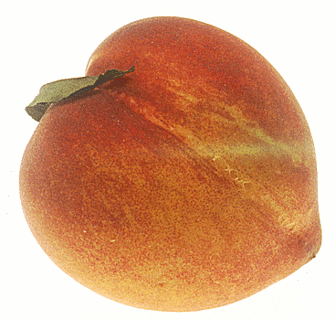 Free peach clipart 1 page of public domain clip art