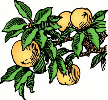 Free peaches clipart graphics images and photos 3
