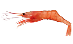 Free shrimp clipart 1 page of free to use images image
