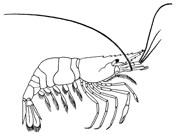 Free shrimp clipart 1 page of public domain clip art image 2