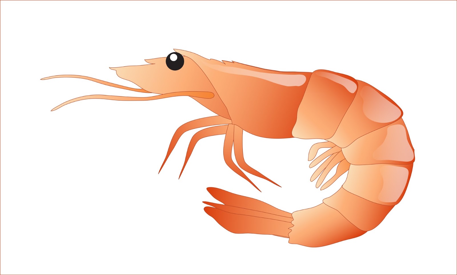 clipart of a shrimp