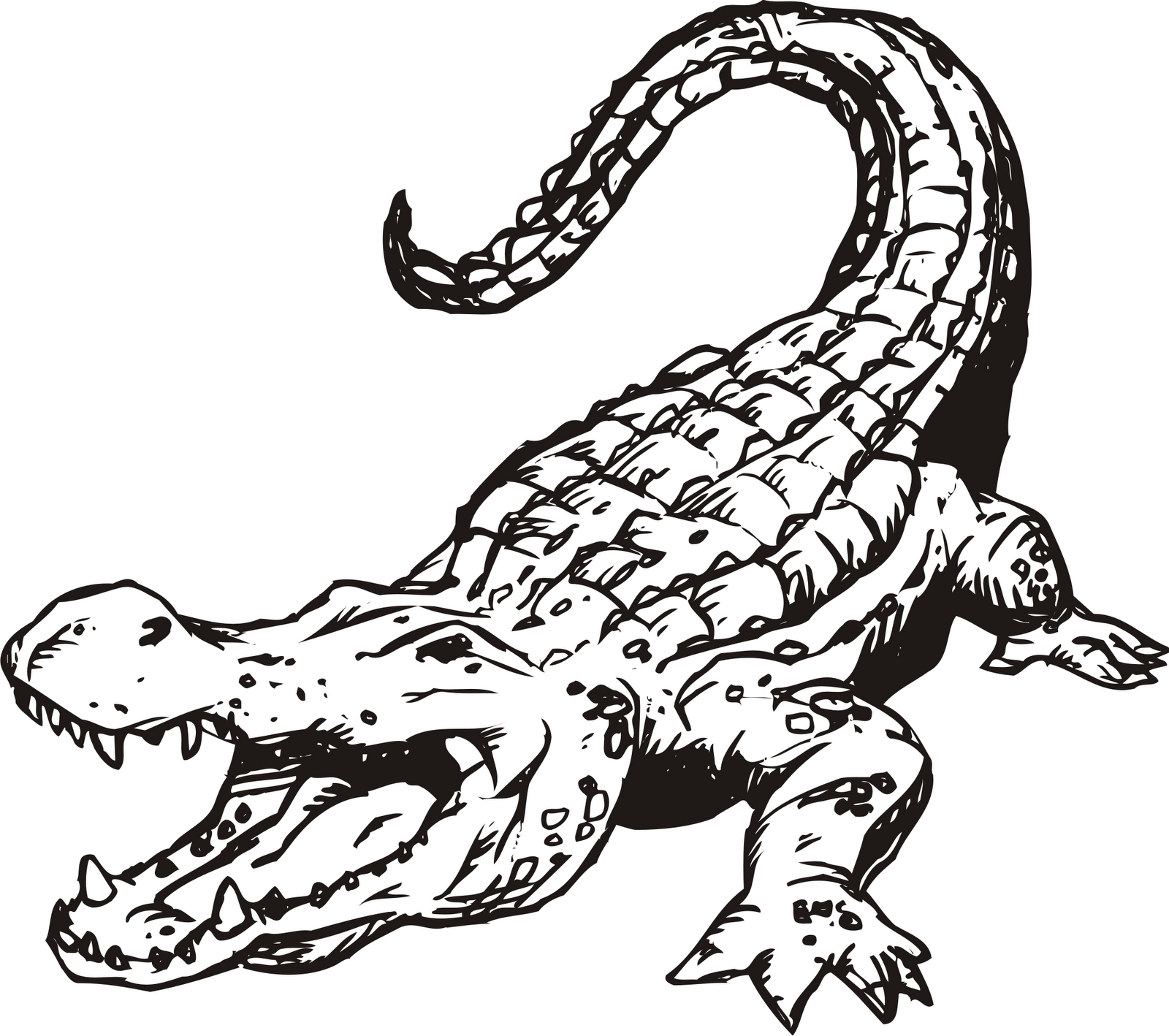 Funny alligator clip art crocodile pictures 3