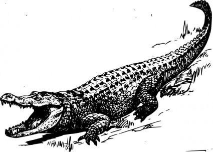 Funny alligator clip art crocodile pictures 6