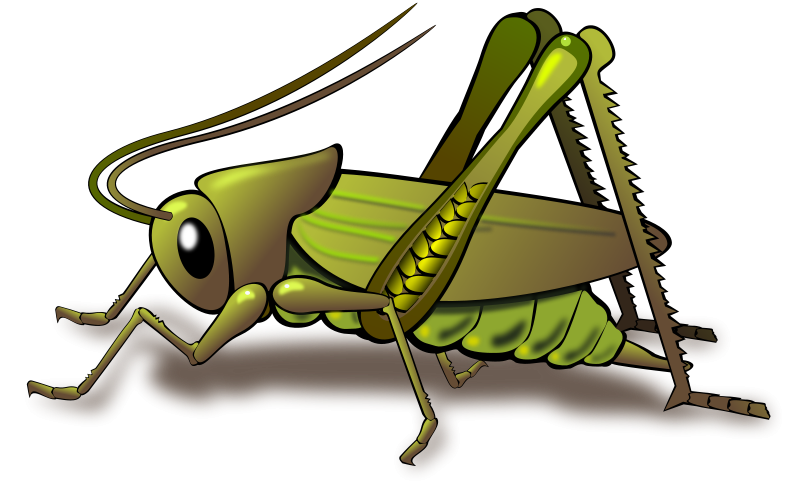 Grasshopper insect clipart