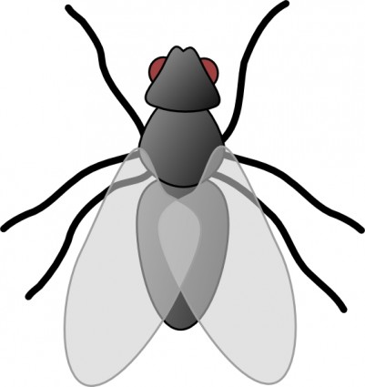 Insect clipart free images