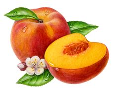 Peach 0 images about clipart everyday foods on fruit