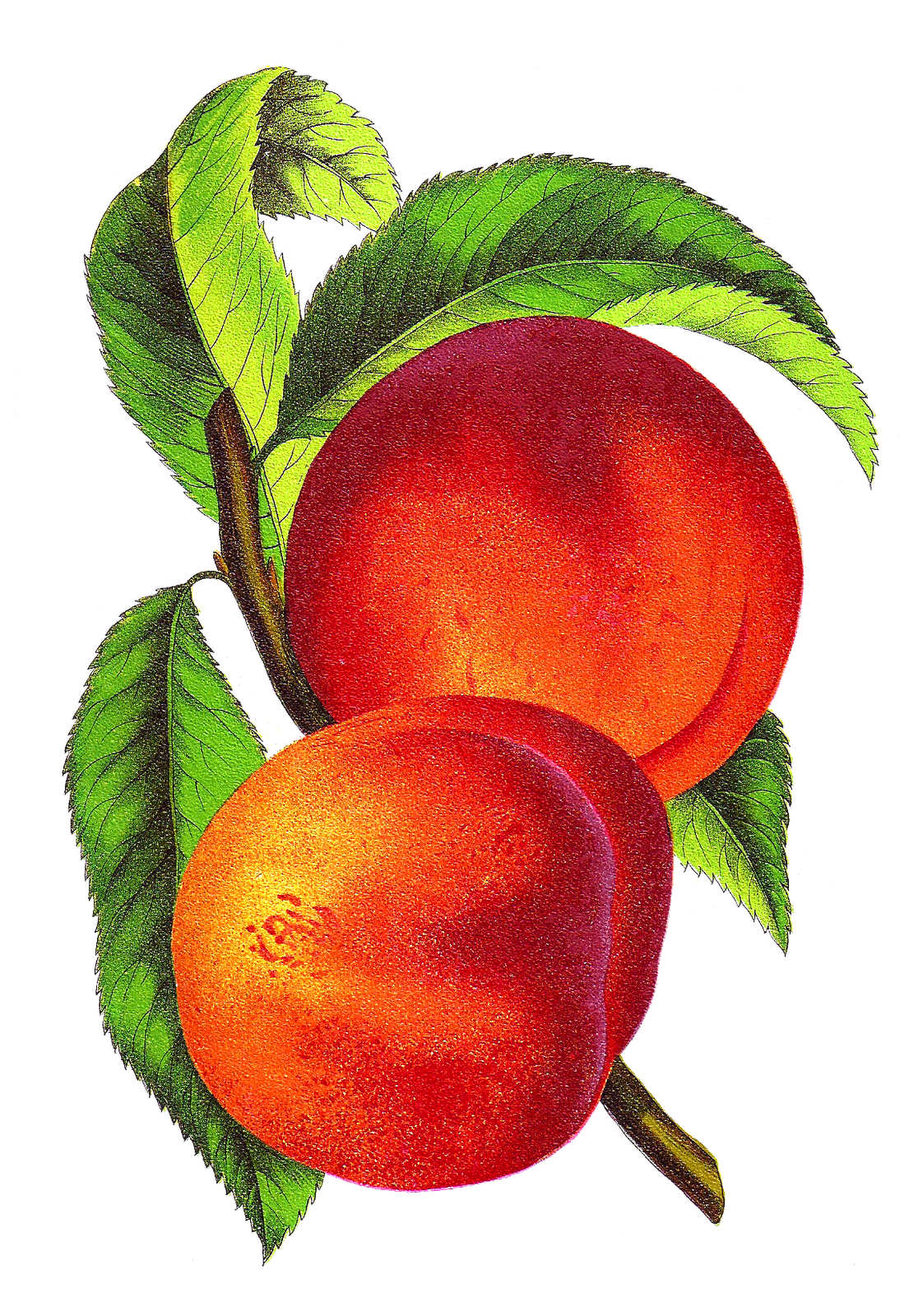 Peach clip art 4