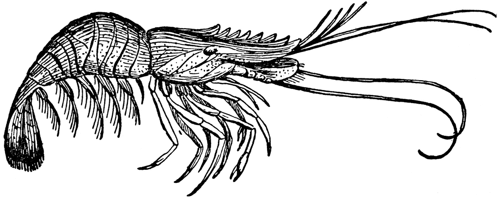 Shrimp clip art at clker vector image