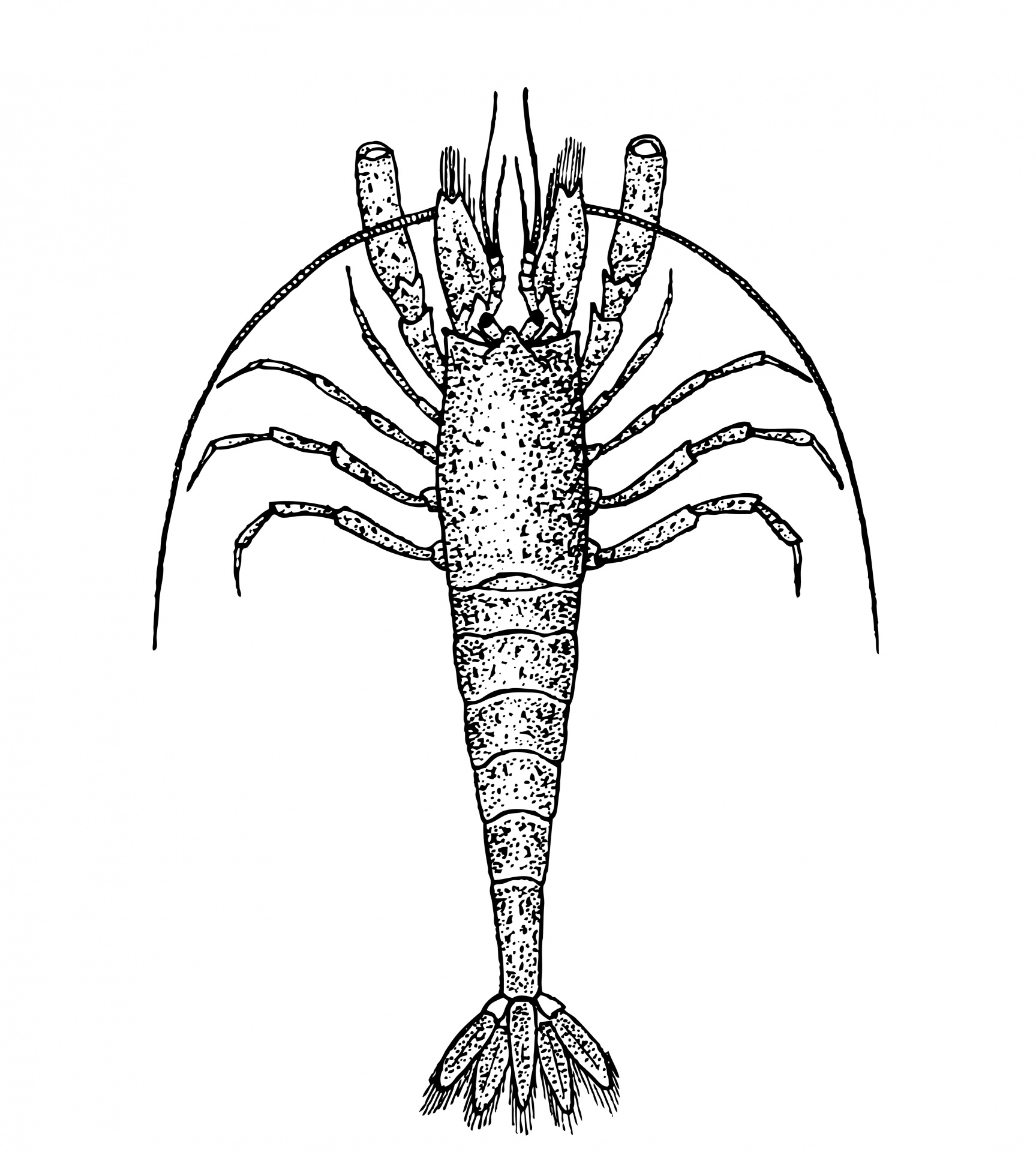 Shrimp clipart illustration free stock photo public domain pictures