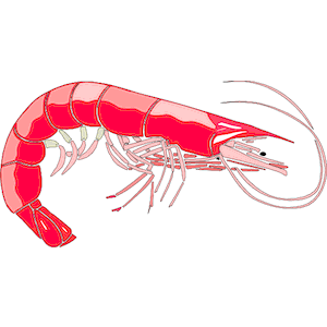 Shrimp clipart image 2