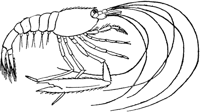 Shrimp graphic art shrimp clip images download prawn image clip art