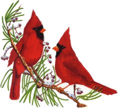 0 images about birds on cardinals clip art and