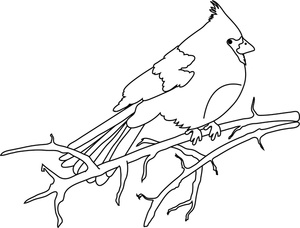 Cardinal clipart image bird coloring page of a on