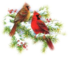 Cardinals clip art and christmas on