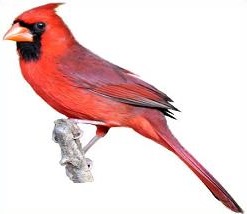 Free cardinal clipart 2