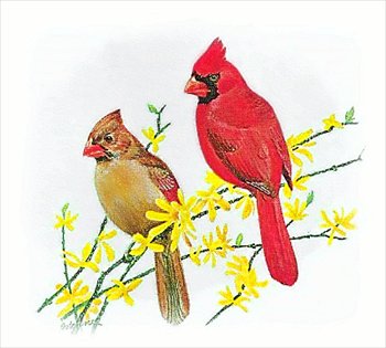Free cardinal clipart graphics images and photos