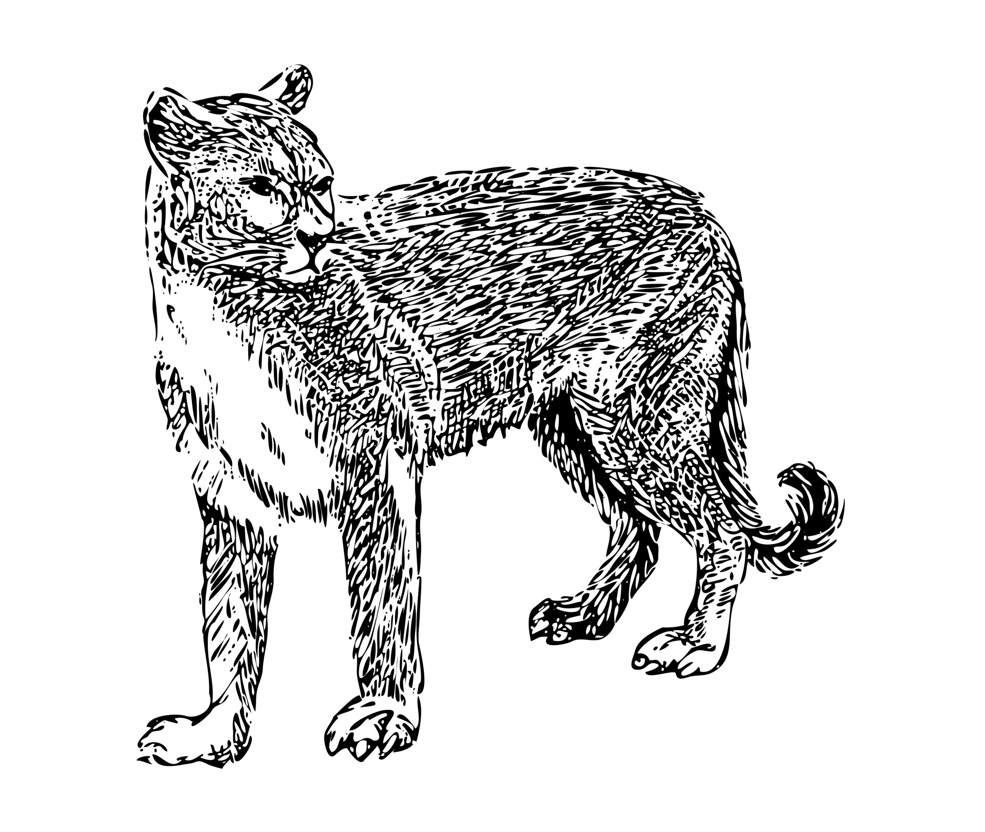 Cougar illustration clipart free pictures