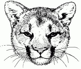 Cougar mascot clipart free images image