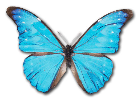 Free butterflies clip art clipartfest 2