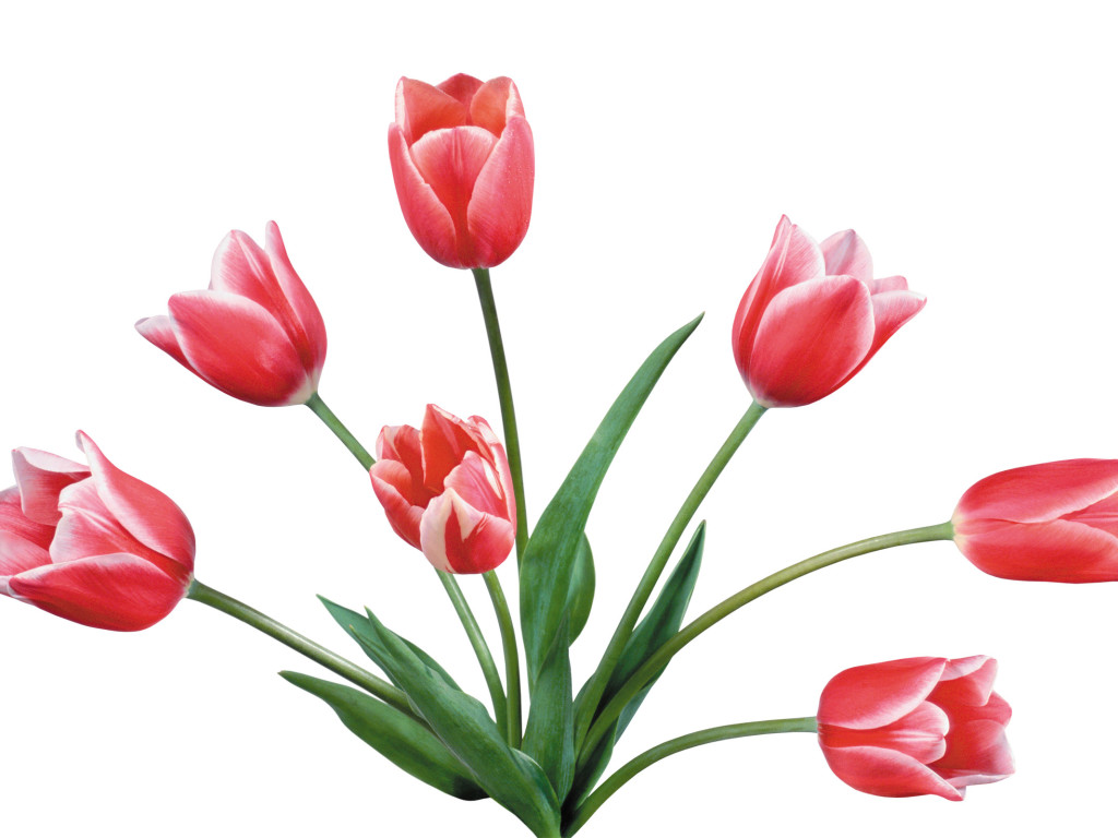 Image of tulip free download clip art on 2