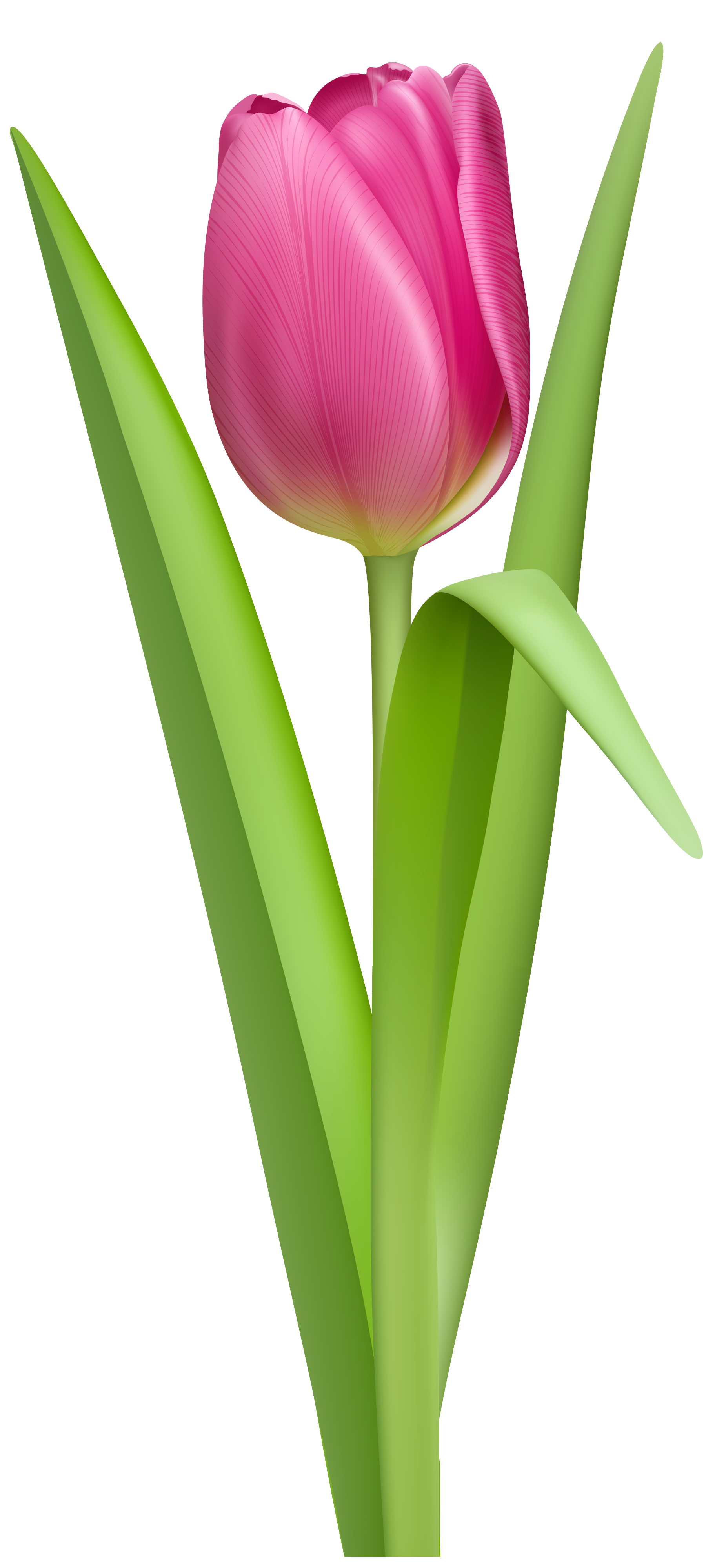 Pink tulip clip art clipart free download