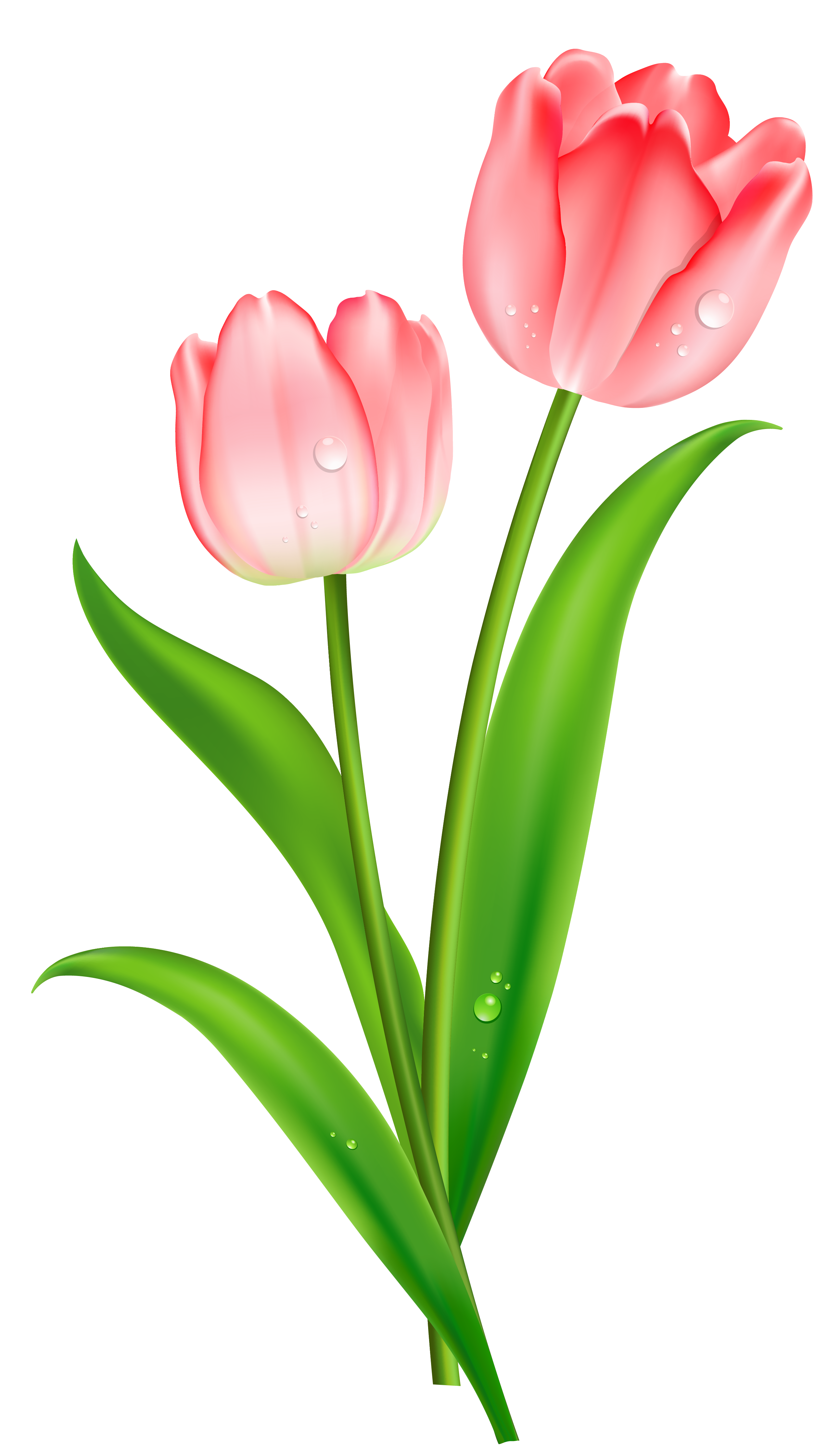 Pink tulip clipart 3