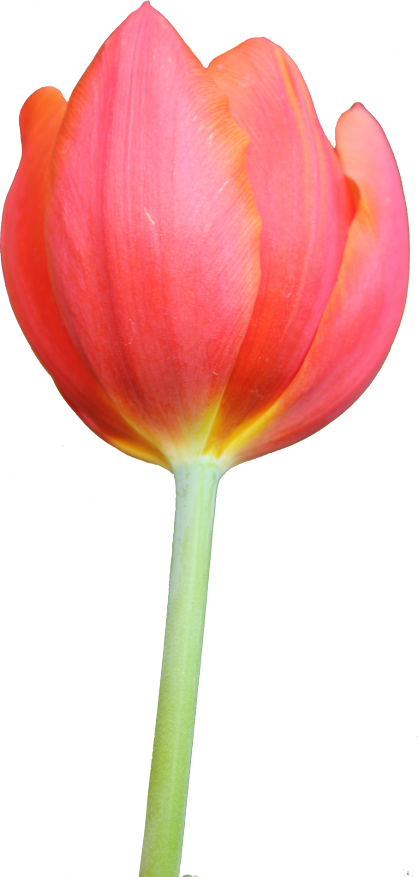 Tulip clipart 2