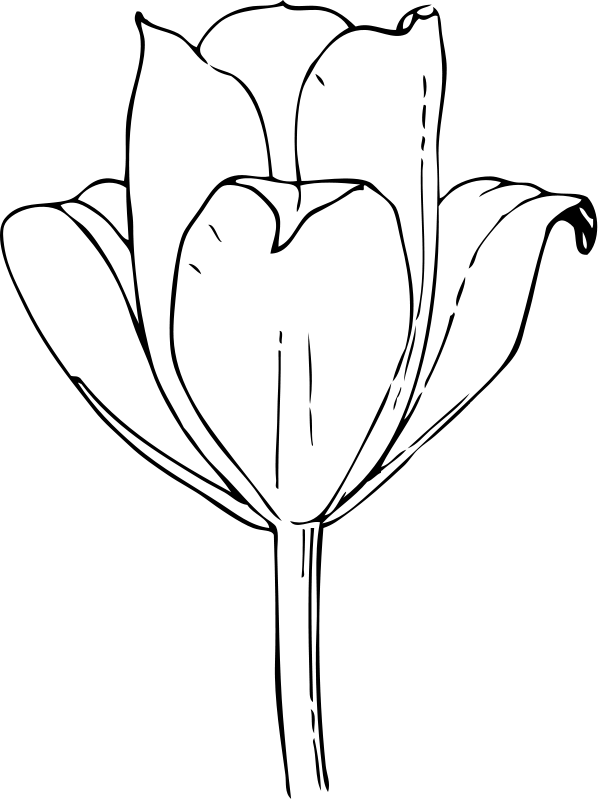 Tulip clipart free flower pictures org