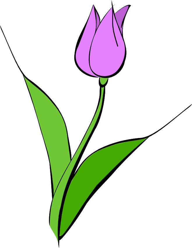 Tulip clipart free images