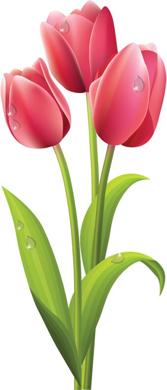 Tulip clipart image 2