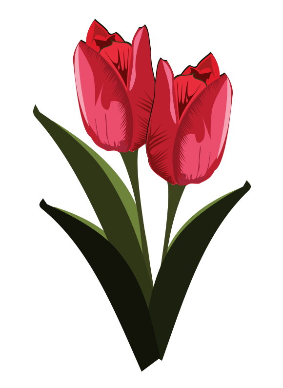 Tulip free to use clip art