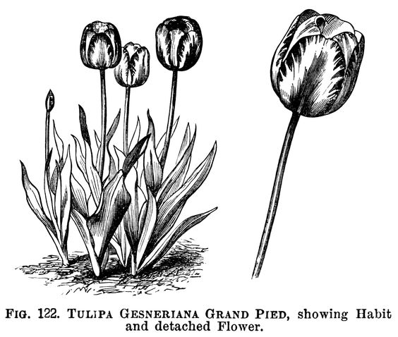 Tulip gardens vintage and art on clipart