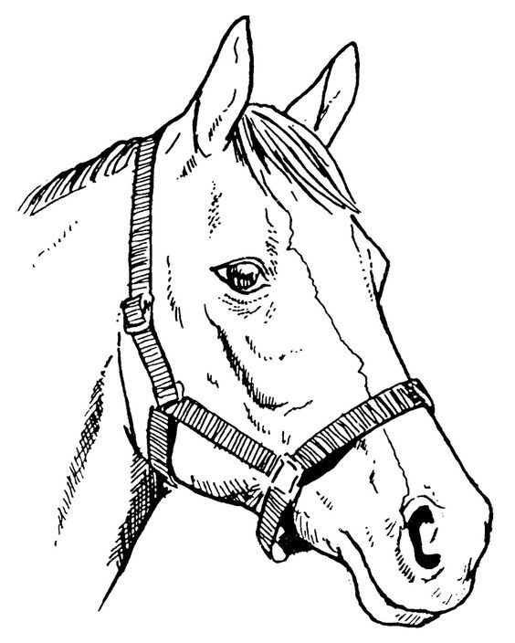 Clipart horse head with bridle clipartfest
