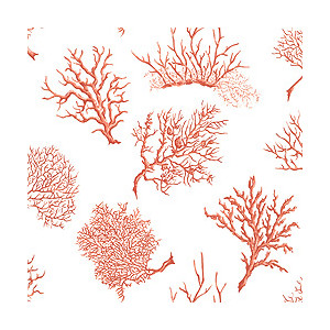 Coral clip art page 1 4