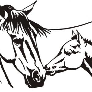 Horse head quarter horse clip art picture vectory