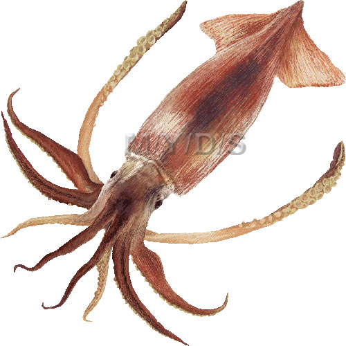 Japanese flying squid clipart free clipart images