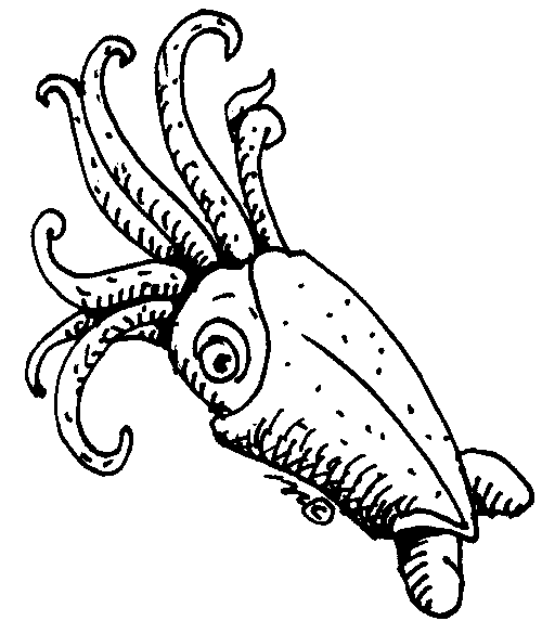 Squid clipart 14