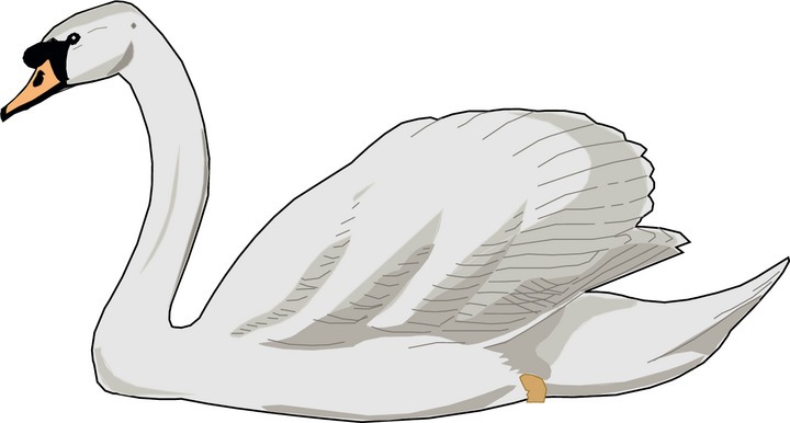 Swan cliparts