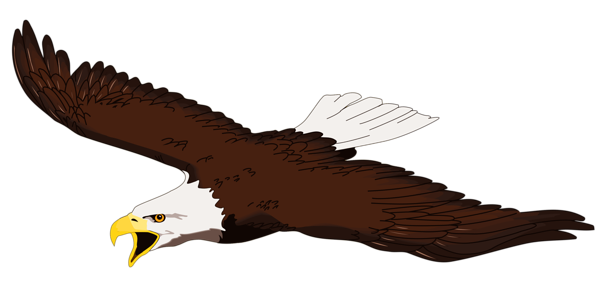 Bald eagle clip art clipart