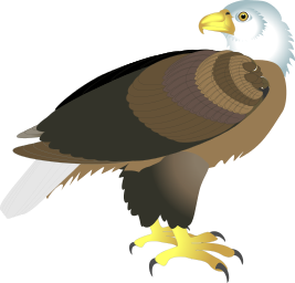 Bald eagle clip art download