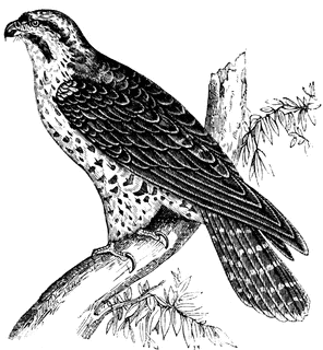 Cute falcon clip art free clipart images image