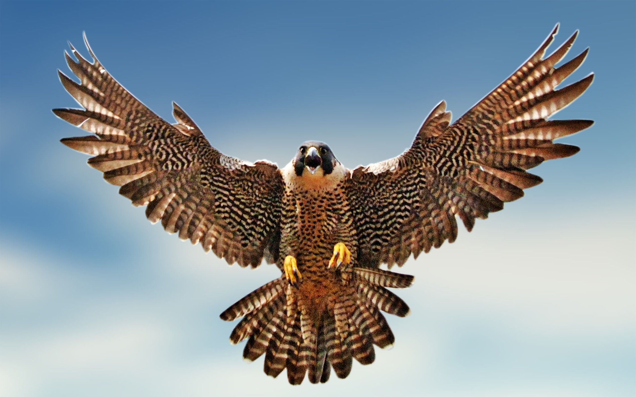 Falcon bird clipart clipartfest