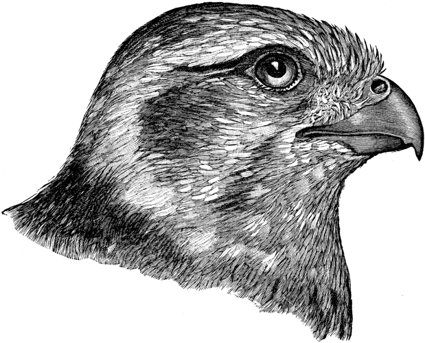Falcon clip art 10