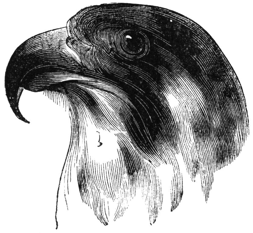 Falcon clip art 8