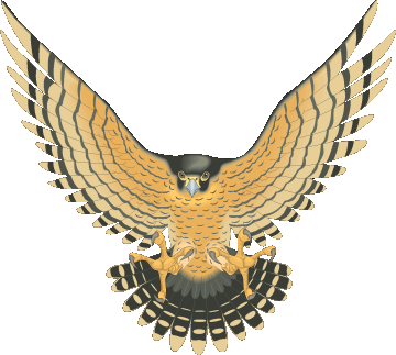 Falcon clip art at vector image