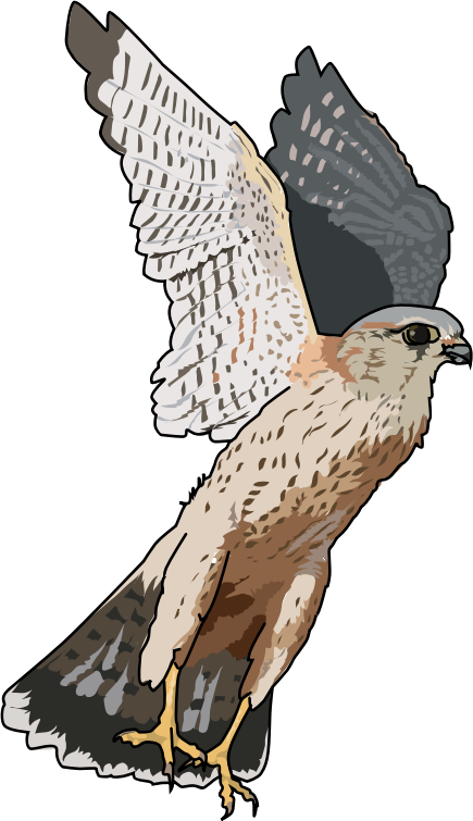 Falcon clip art image