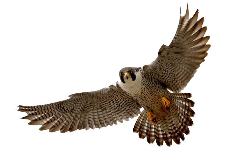 Falcon clip art tumundografico 4 wikiclipart