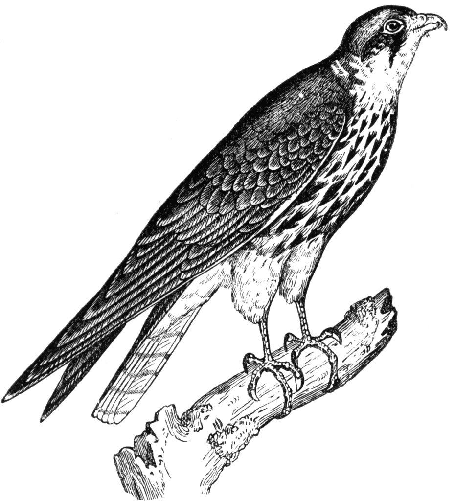 Falcon clipart image 2